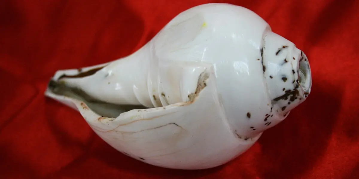 Shankh (Conch Shell)